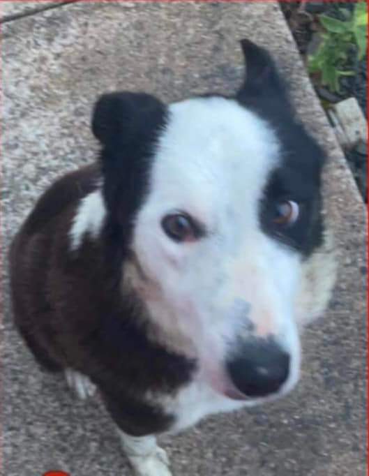 MissingPetsGB's tweet photo. 🐕REX HAS BEEN MISSING SINCE 2/8/22
MOYASTA, Co CLARE, IRELAND
He was rescued by his owners when his family were going to have him #PTS as he wouldn’t do anything for them
He became a huge part of this families lives
#moyasta #findrex https://t.co/pCpnjPQAir https://t.co/6S7mAbFsvH