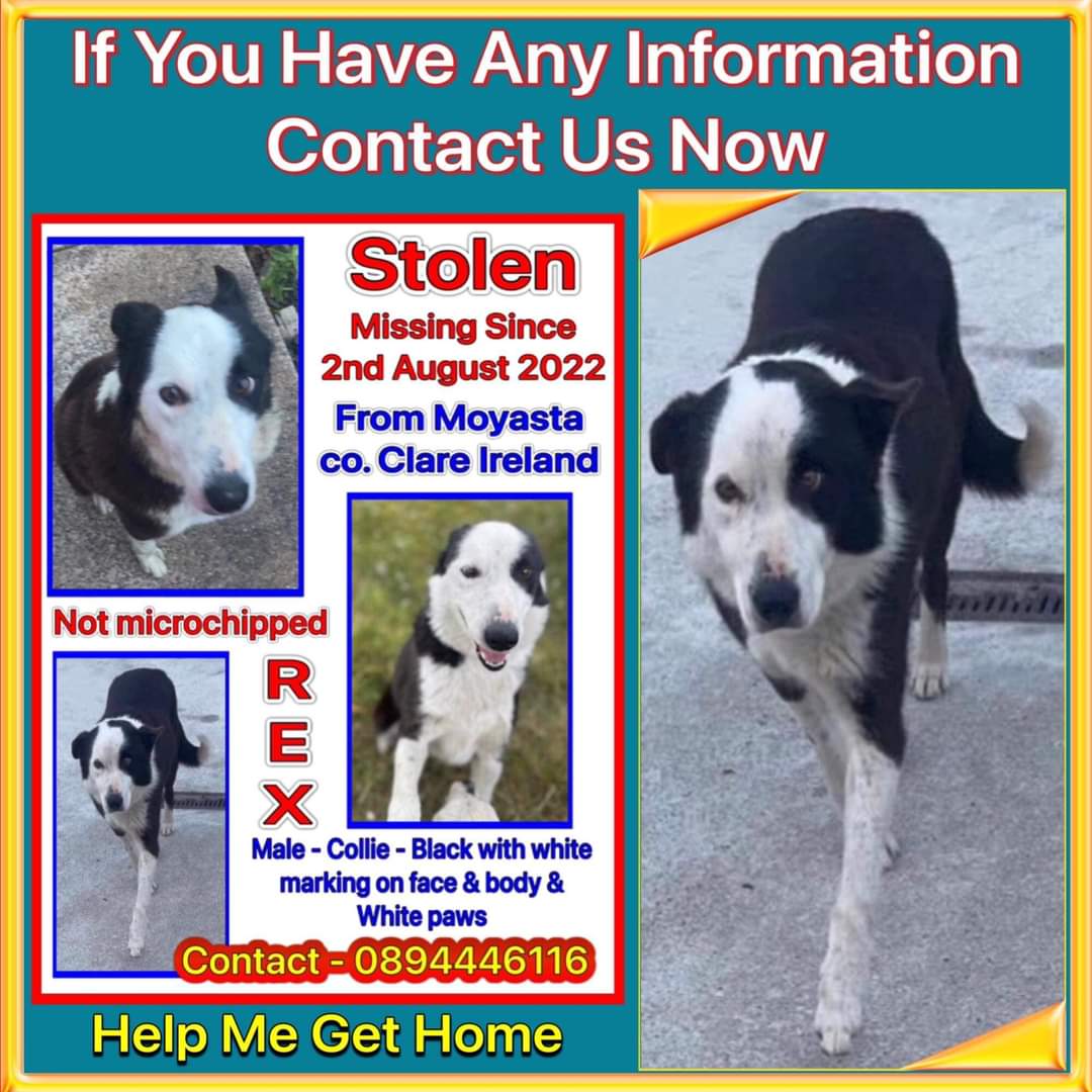 MissingPetsGB's tweet photo. 🐕REX HAS BEEN MISSING SINCE 2/8/22
MOYASTA, Co CLARE, IRELAND
He was rescued by his owners when his family were going to have him #PTS as he wouldn’t do anything for them
He became a huge part of this families lives
#moyasta #findrex https://t.co/pCpnjPQAir https://t.co/6S7mAbFsvH