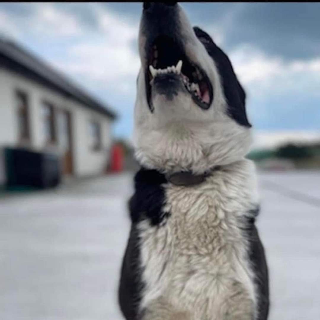 MissingPetsGB's tweet photo. 🐕REX HAS BEEN MISSING SINCE 2/8/22
MOYASTA, Co CLARE, IRELAND
He was rescued by his owners when his family were going to have him #PTS as he wouldn’t do anything for them
He became a huge part of this families lives
#moyasta #findrex https://t.co/pCpnjPQAir https://t.co/6S7mAbFsvH