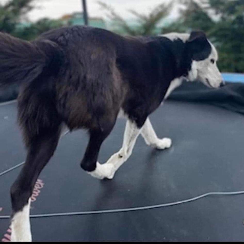 MissingPetsGB's tweet photo. 🐕REX HAS BEEN MISSING SINCE 2/8/22
MOYASTA, Co CLARE, IRELAND
He was rescued by his owners when his family were going to have him #PTS as he wouldn’t do anything for them
He became a huge part of this families lives
#moyasta #findrex https://t.co/pCpnjPQAir https://t.co/6S7mAbFsvH