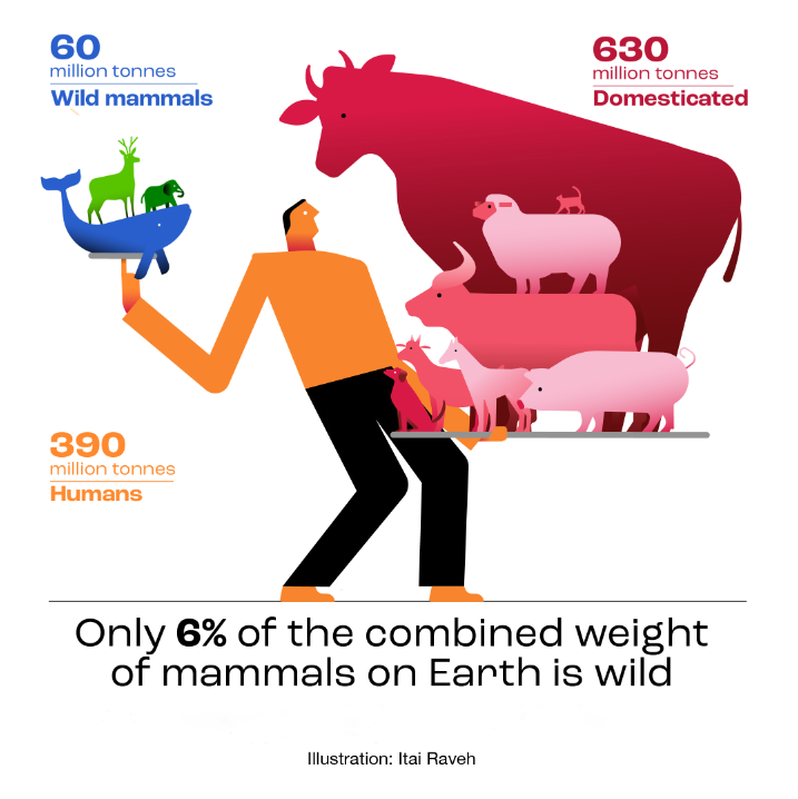 Biomass of Livestock Dwarfs That of Wild Mammals: A team headed by Prof. <a href="/RonMilo3/">Ron Milo</a> found that the biomass of livestock has reached about 630 million tones – 30 times the weight of all wild terrestrial mammals and 15 times that of wild marine mammals>> bit.ly/biomass-tw