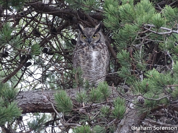 Ontario Breeding Bird Atlas tweet media