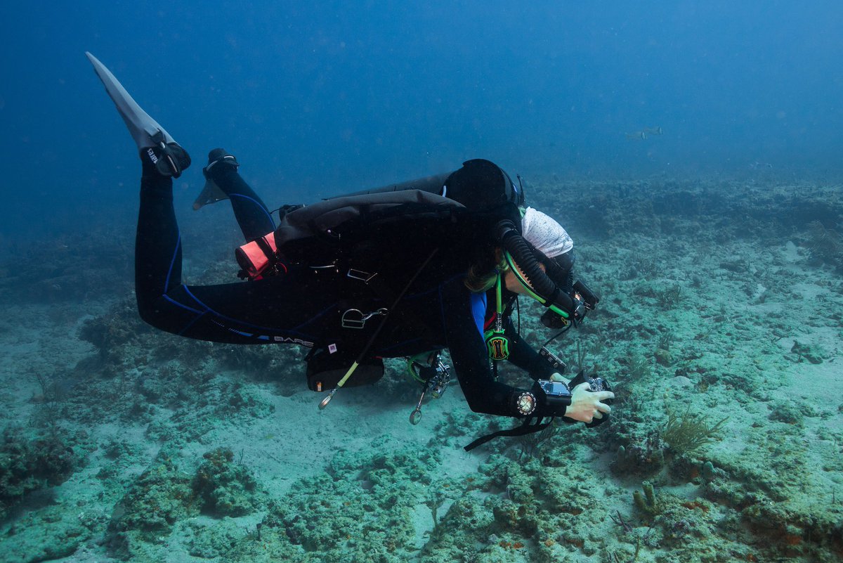 Allie Klein (@allieklein117) on Twitter photo Excited to announce that I am one of this year’s recipients of Women Divers Hall of Fame Advanced Technical Dive Training Grant. I am excited to further my training on the O2optima and become a key member of our lab’s mesophotic research team. Thank you <a href="/TheWDHOF/">WDHOF</a> <a href="/HarborBranch/">Florida Atlantic Harbor Branch</a> Excited to announce that I am one of this year’s recipients of Women Divers Hall of Fame Advanced Technical Dive Training Grant. I am excited to further my training on the O2optima and become a key member of our lab’s mesophotic research team. Thank you <a href="/TheWDHOF/">WDHOF</a> <a href="/HarborBranch/">Florida Atlantic Harbor Branch</a>