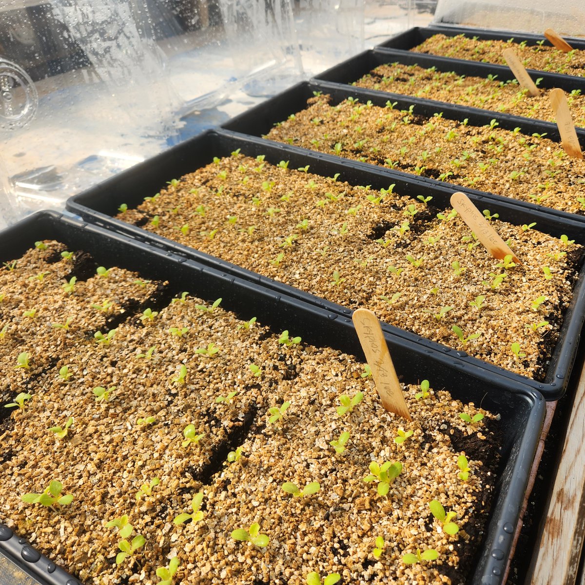 The lettuce seedlings at our Veterans Urban Farm have decided it is time to say "hello!" 👀🌱