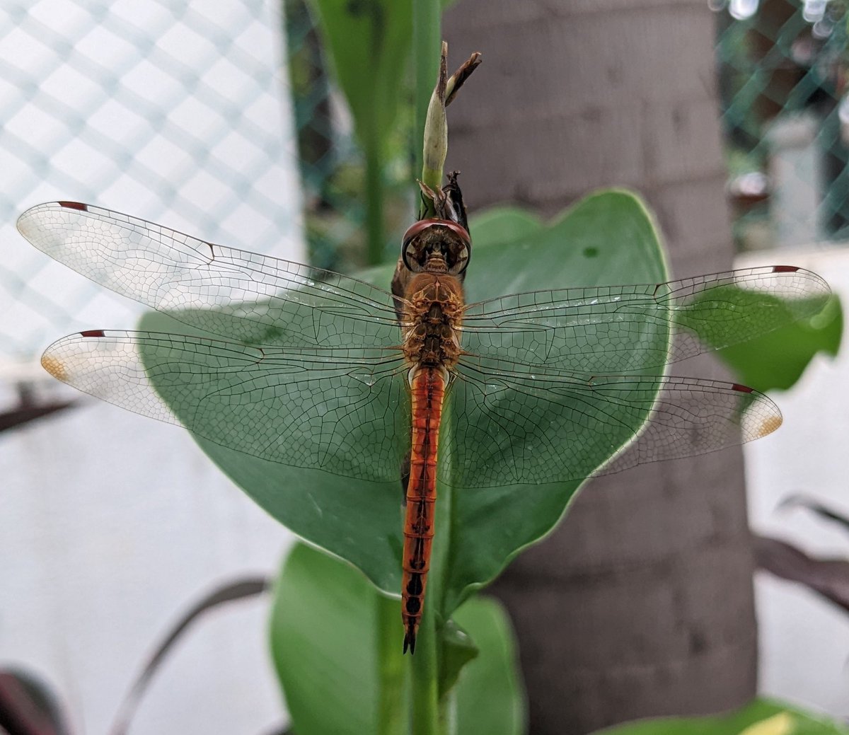 ValanteenaM's tweet photo. #thattan #draganflies #thumbi #wanderingglider #insect #glider #wandering #photographylovers #photographyart #mycapture #photography #photo https://t.co/z7tZTAdM6Y
