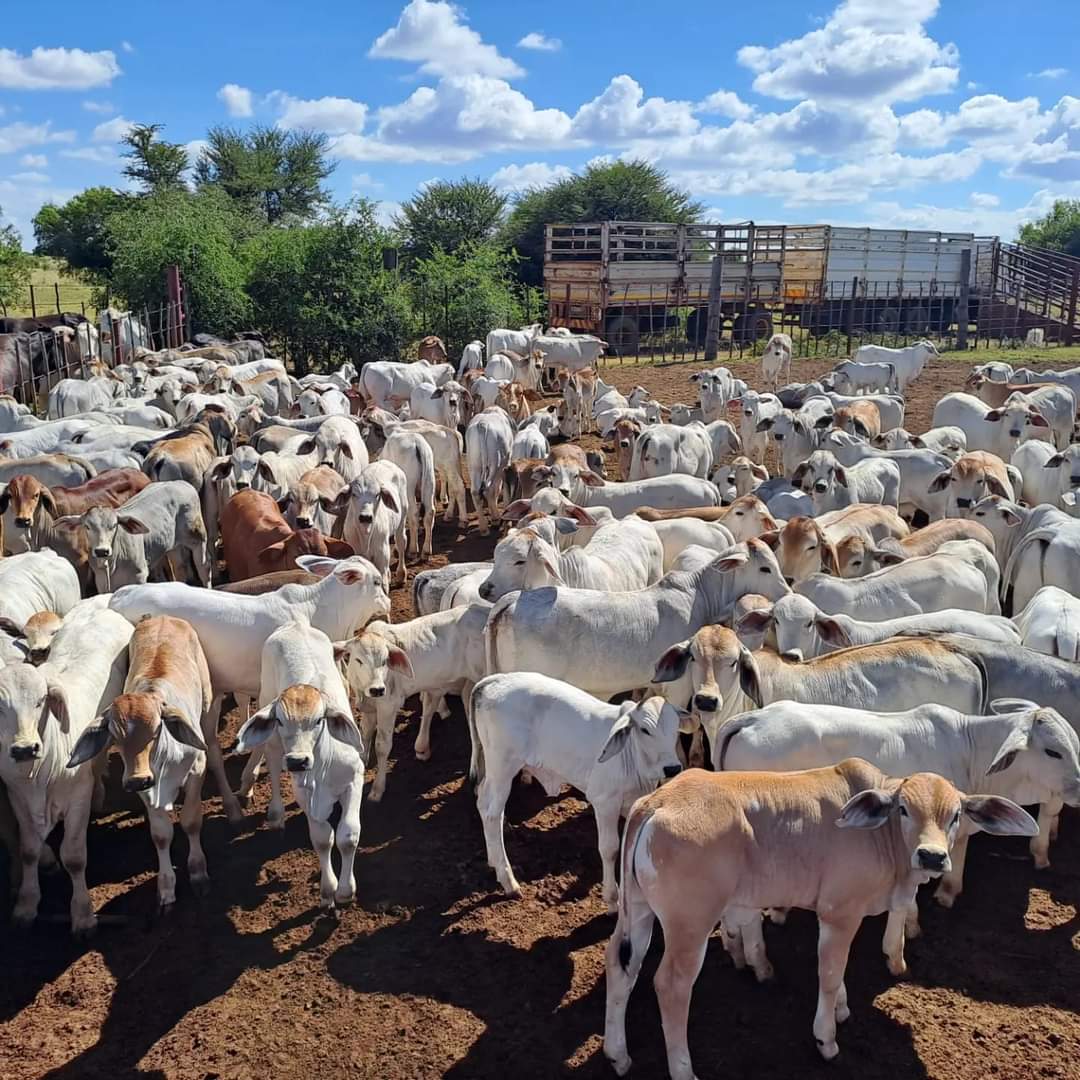 Thapz Kgopodithate tweet media