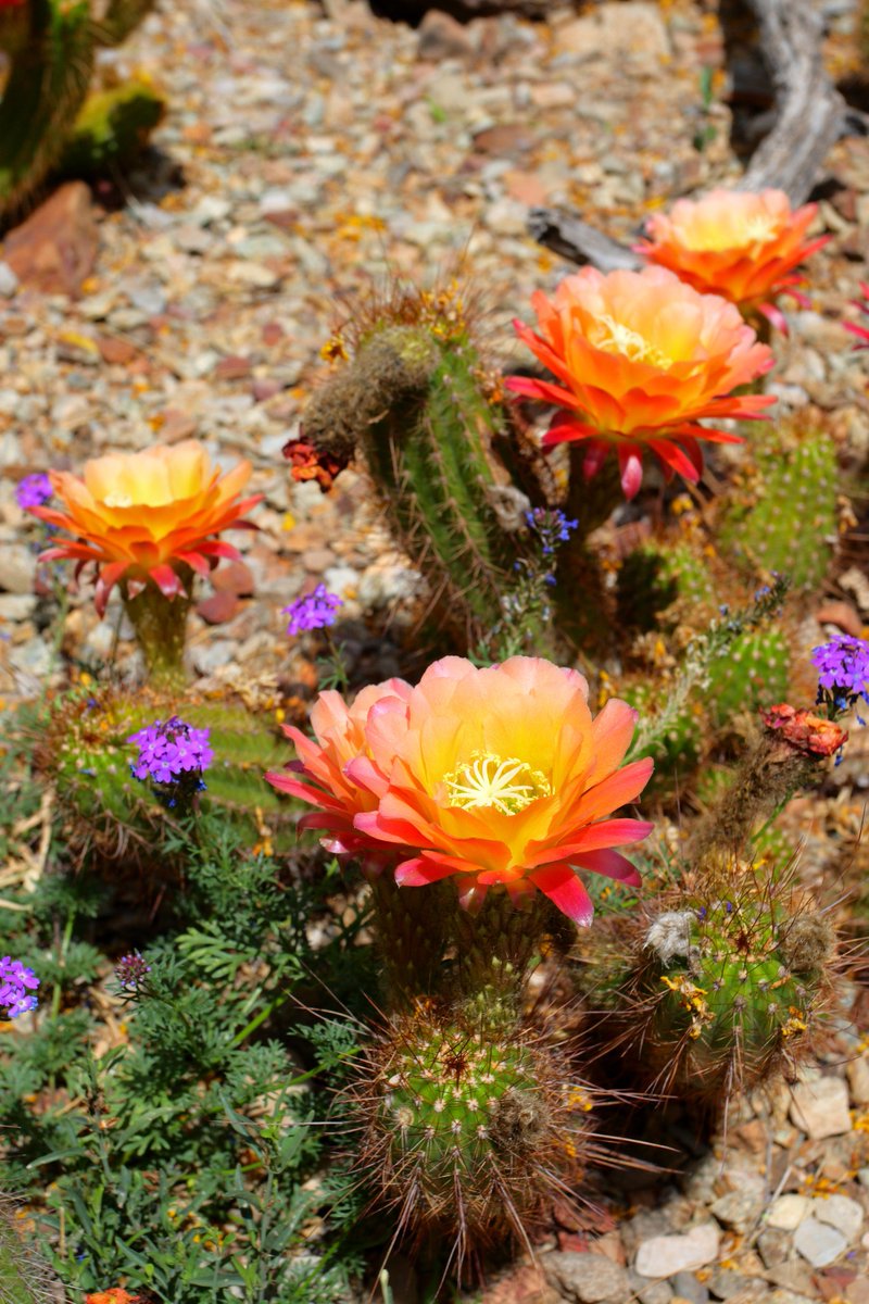 EscapeBikeTours's tweet image. Orange you glad nature has so much to offer? 🍊🌅 From vibrant sunsets to stunning desert flowers, the color orange can be found all around us in the great outdoors. 🌎🙏 #ColorOfTheWeek #Orange
