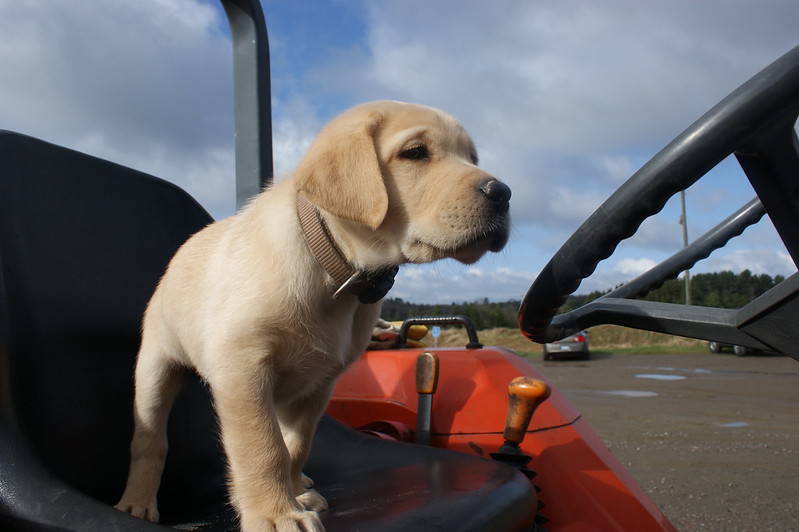 SyngentaTurfCA's tweet image. We just checked and... unfortunately it’s still winter! Please share some #DogsOfTurf pics to brighten up the winter blues!