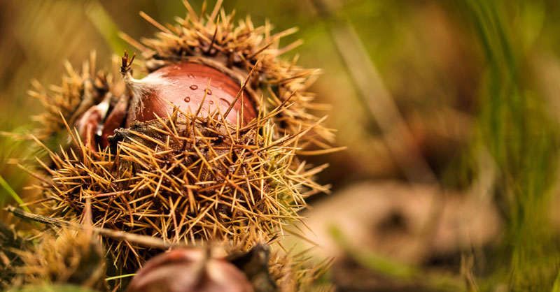 efimedfacility's tweet photo. #NonWoodForestProducts are vital for #RuralDevelopment and are a key component of #BioBasedEconomy 🌰💚📈

Find out the huge potential that nuts, berries, mushrooms, resins, and herb for the future of our #forests!

👉 https://t.co/9bMip6Y1iq https://t.co/C4YNcSmHTf