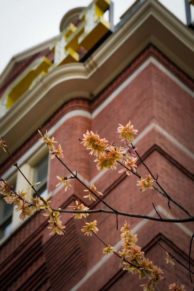 GeorgiaTech's tweet photo. A little extra spring in our step this morning 🌸 https://t.co/jyQ2iLEkzc