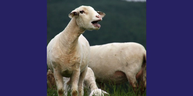 Calling all sheep farmers, farm vets, nutritionists and anyone feeding sheep!  The new sheep module is available soon from DietCheck.

#rationformulationsoftware #makelifeeasy #ewe #betterbelieveit