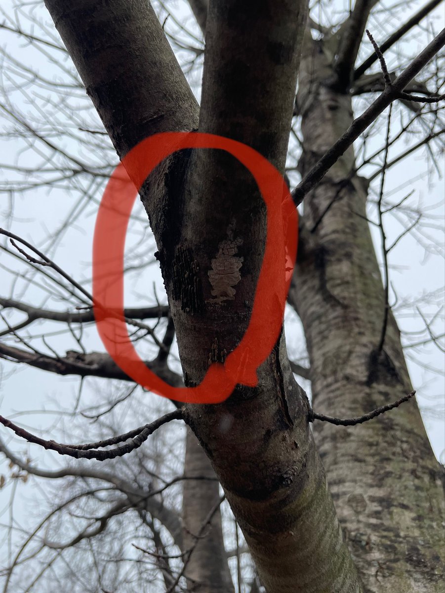 PAAgriculture's tweet photo. It's time to check trees for #SpottedLanternfly egg masses while you are outside! 

See them, crush them!

Learn more: https://t.co/cFk6JgDX4Z https://t.co/IPNWa1cbz9