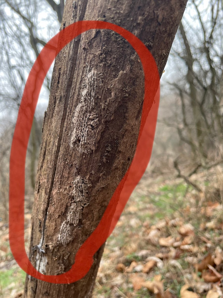 PAAgriculture's tweet photo. It's time to check trees for #SpottedLanternfly egg masses while you are outside! 

See them, crush them!

Learn more: https://t.co/cFk6JgDX4Z https://t.co/IPNWa1cbz9