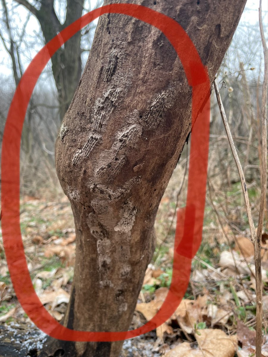 PAAgriculture's tweet photo. It's time to check trees for #SpottedLanternfly egg masses while you are outside! 

See them, crush them!

Learn more: https://t.co/cFk6JgDX4Z https://t.co/IPNWa1cbz9
