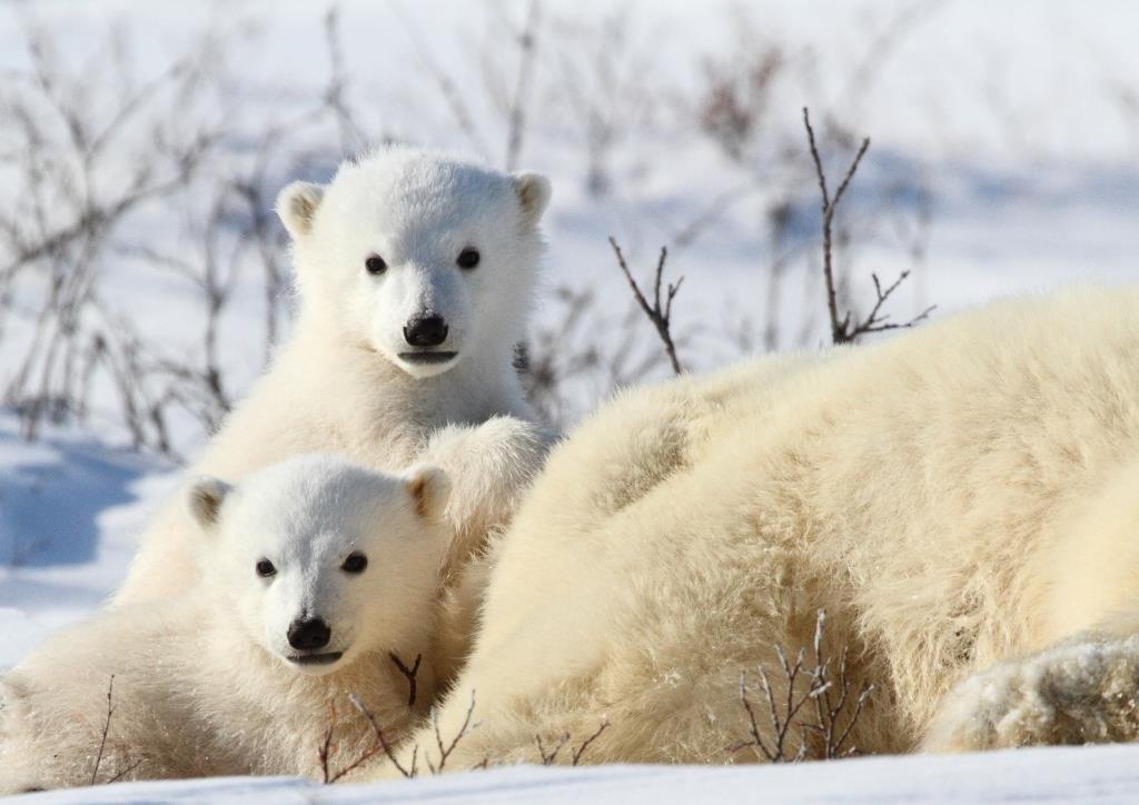 IUCNssc's tweet photo. Our #PolarBear Specialist Group works to conserve this Bear species and their habitats.#PBSG research also helps to understand the impacts of climate change on these amazing animals. Celebrate International #PolarBearDay by learning more about their work! https://t.co/OZHNSQJFBD https://t.co/DDB4FajHS8