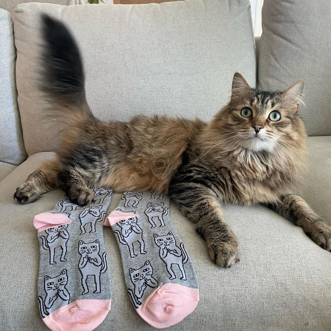 kingswaybia's tweet photo. Owner and pet approved! Check out these cute and fun new socks at @oleanderfloraldesign ππ§¦πΆ
#shopthekingsway #oleanderfloraldesign #torontogiftshop #funsocks #giftshopping #thekingswaybia #southkingsway #bloorstreetwest #toronto https://t.co/3E8Px087MH