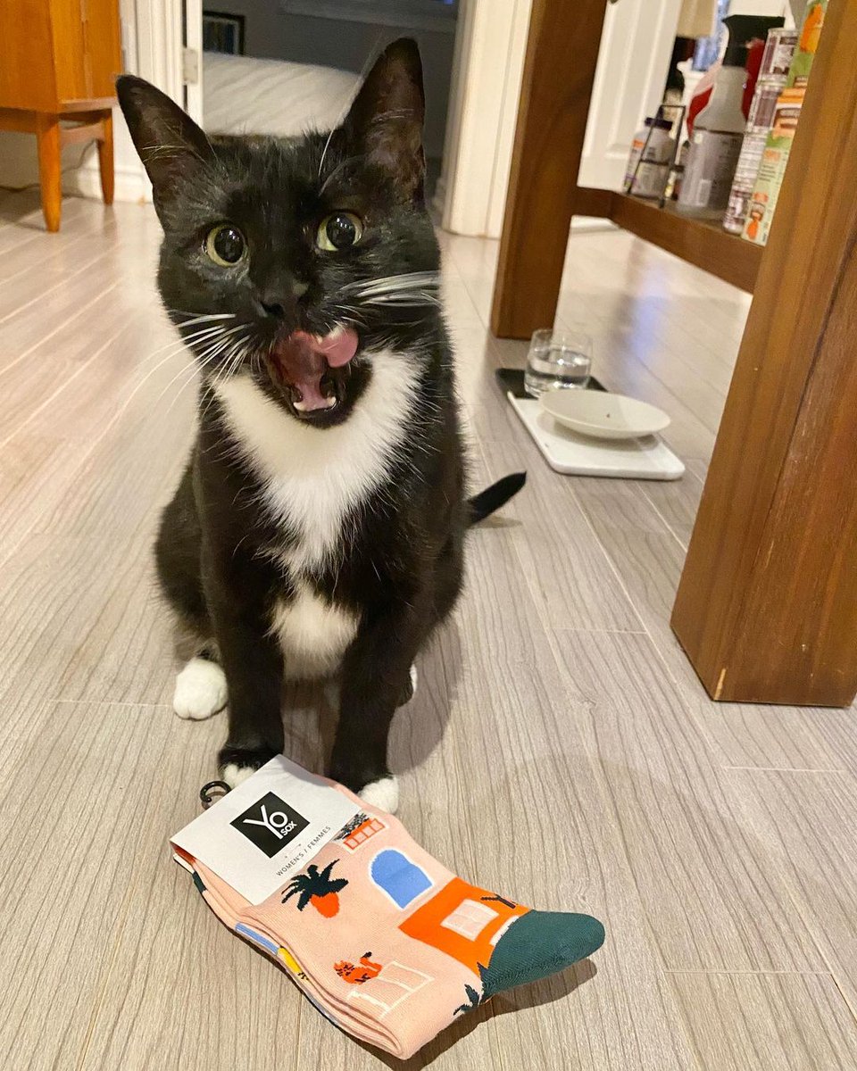 kingswaybia's tweet photo. Owner and pet approved! Check out these cute and fun new socks at @oleanderfloraldesign ππ§¦πΆ
#shopthekingsway #oleanderfloraldesign #torontogiftshop #funsocks #giftshopping #thekingswaybia #southkingsway #bloorstreetwest #toronto https://t.co/3E8Px087MH