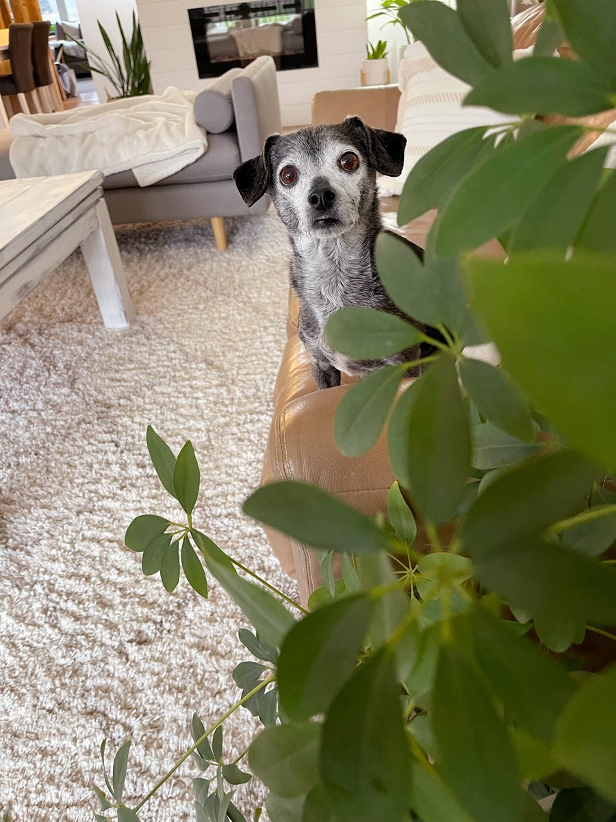 fulcandles's tweet photo. monday. let me know when it’s safe to come out of hiding. https://t.co/xPBdnHqFj0
