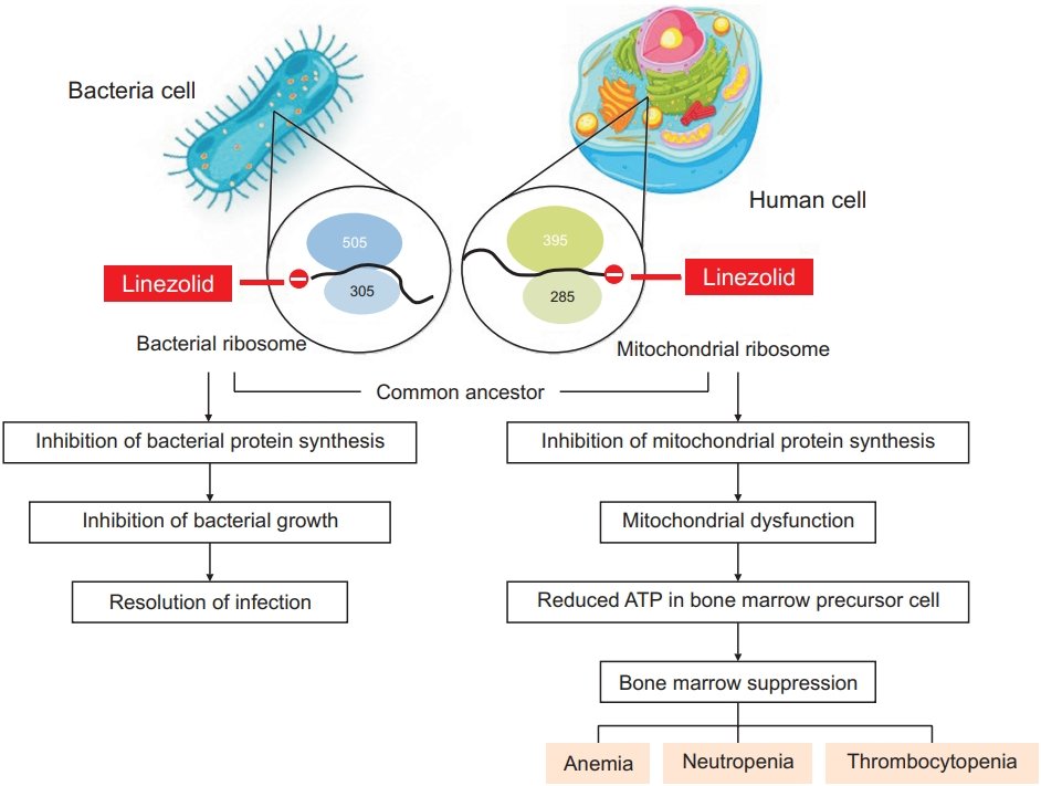 Timothy li on twitter how does linezolid cause toxicity e g bone
