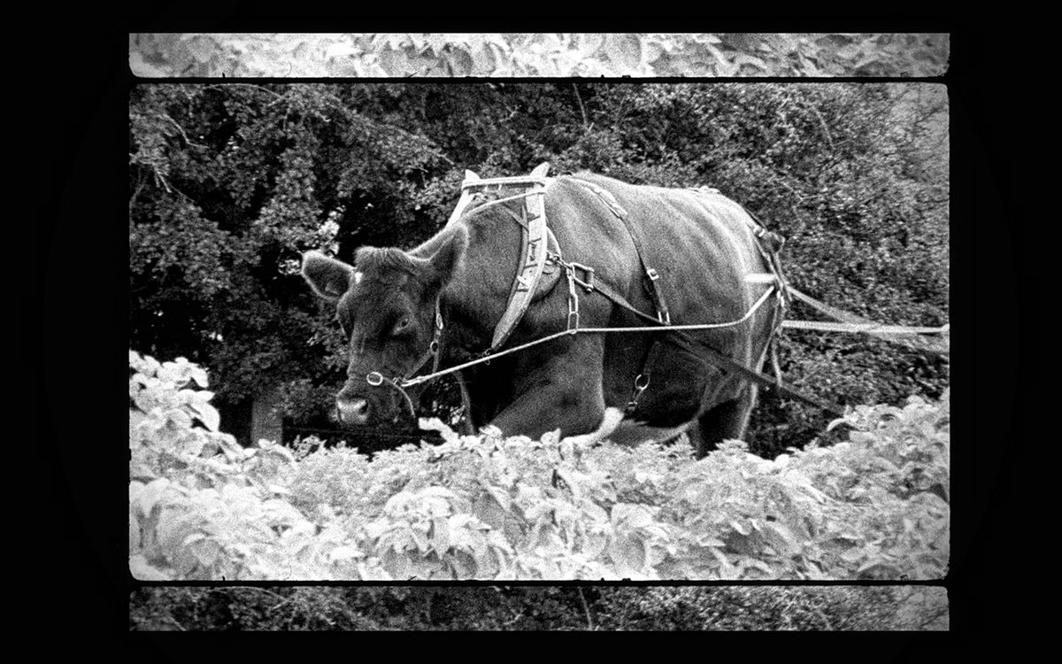 Nialler9's tweet image. Watch a trailer for @BobFilmsThings @DanceKatieKim's  documentary among others showing in Donegal @CulturalCentre  this weekend nialler9.com/dream-baby-dre…