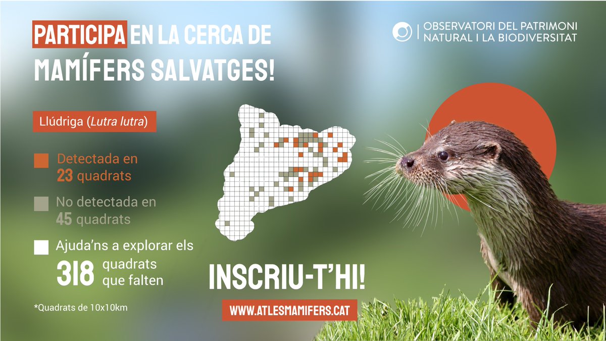 observatori_nat's tweet photo. Fa 30 anys a la #llúdriga li faltava ben poc per desaparèixer de #Catalunya, fins que al 95 s'hi va intentar posar remei amb un programa de reintroducció. Ajuda'ns a trobar-la als #rius #Biofollower 💚Entra a  https://t.co/WE97xu7V4R i fes-te voluntari/a 🥰 https://t.co/MADQqKgYxH
