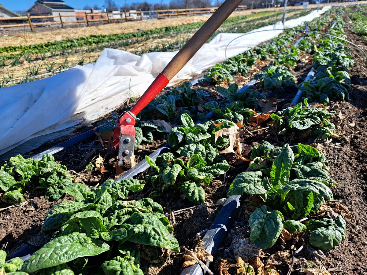 What's the deal with spinach? Well it's a pretty good one! Spinach is an incredible veggie, packed with nutrients and  health benefits💪💚

An easy way to incorporate spinach into your diet is by tossing it into something you already eat like your eggs or favorite pasta dish!