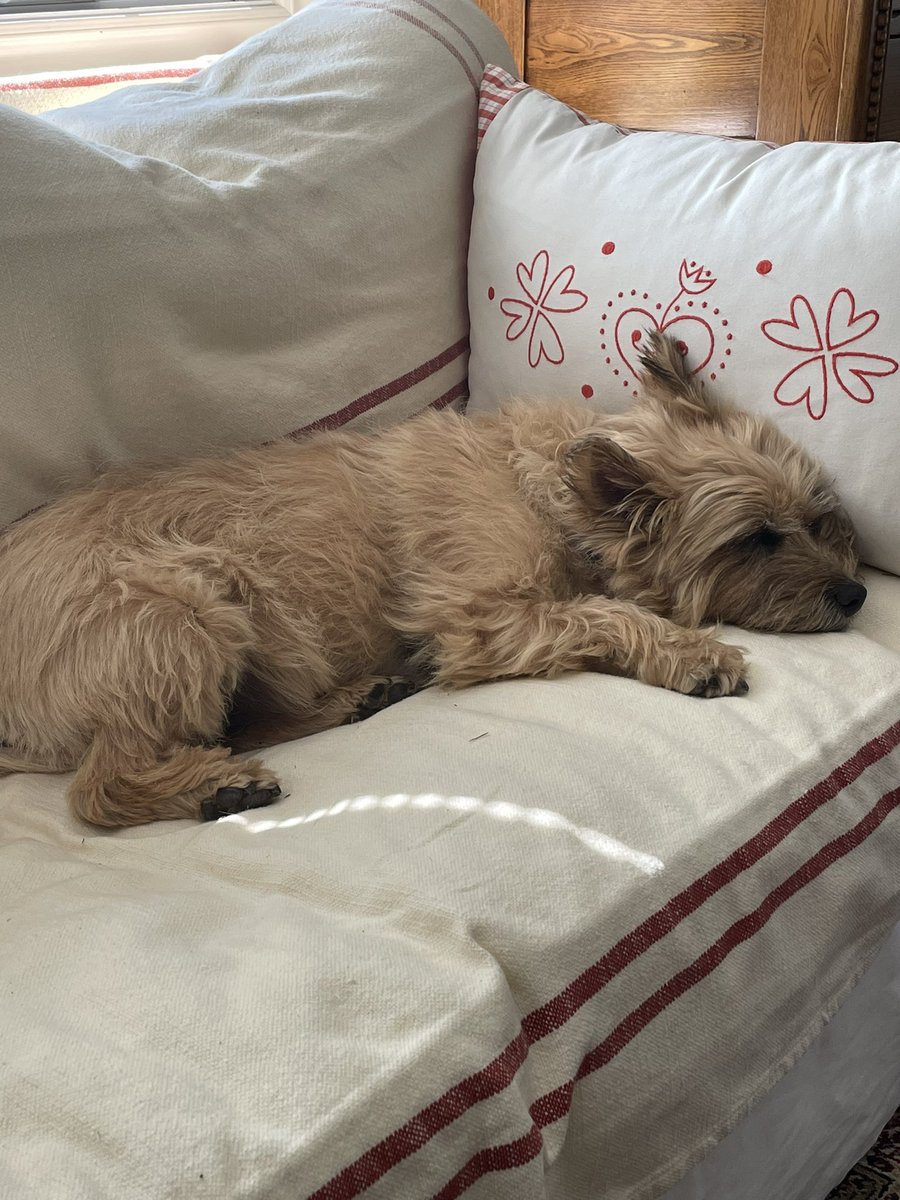 PJ Puppermum 🇨🇦 tweet media