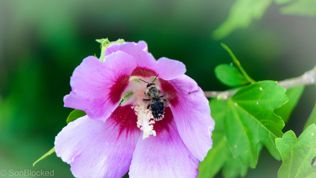 RealSonBlocked's tweet photo. “When the flower blossoms, the bee will come.” - Srikumar Rao
Please follow 👉 https://t.co/etB5QpeEbr for more contents
#flowers #nature #flower #photography #love #naturephotography #flowerstagram #garden #art #beautiful #photooftheday #flowersofinstagram #plants #flowerp… https://t.co/mShbn0nAtR