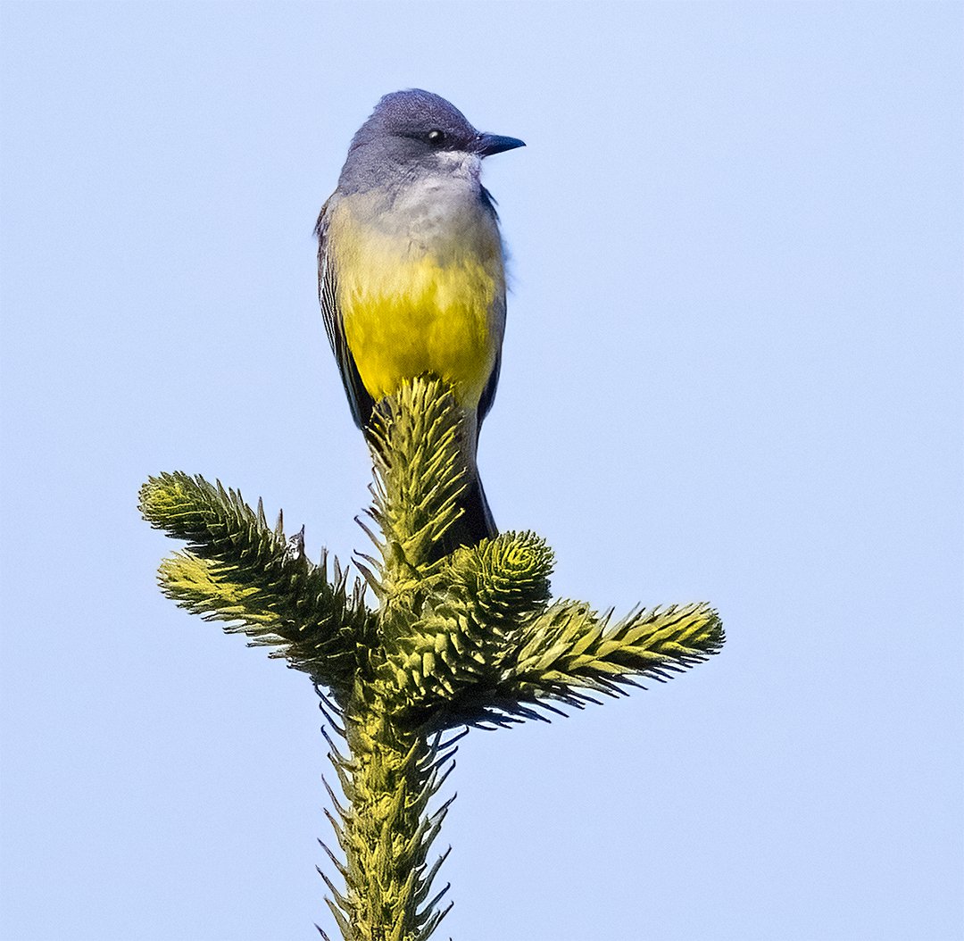 StoeckyFilms's tweet photo. Tropical Kingbird
#birdstwitter #Canon  #birdphotography #birds  #TwitterNaturePhotography  #TwitterBirds https://t.co/TpXkiit8DV