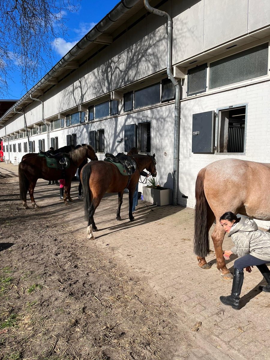 Het is voorjaarsvakantie, dus is er weer 'n ponykamp. Met 'n prachtige eerste dag! Buiten in de zon gepoetst🌞, dressuur gereden,  paaseieren beschilderd🥚 en hazen geverfd. Daarna gegeten (en gesnoept😋) en 'n buitenrit van 3 kwartier in 't bos gemaakt.🏇 
#voorjaarsvakantie