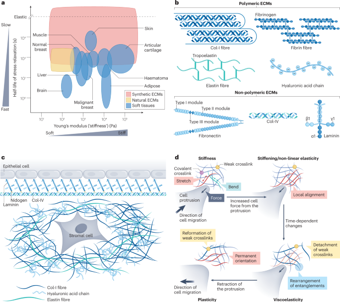 Now Online Cell–extracellular matrix mechanotransduction in 3D dlvr.it/Sk4n79