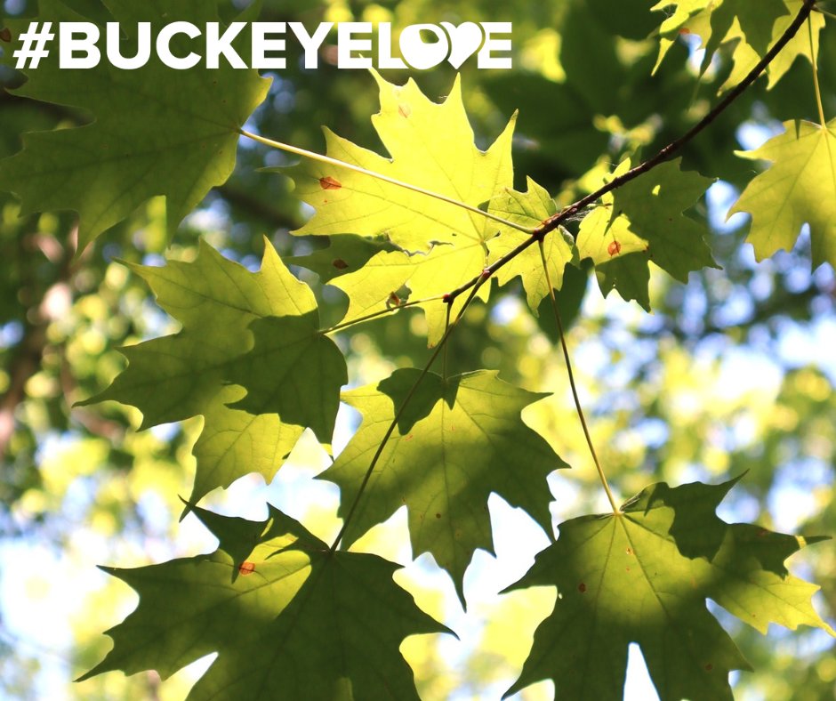 OSUEnvironment's tweet photo. We #BuckeyeLove #OhioStateMaple @osumansfield!
What started as a student project in 2015 transformed to a sugar bush with 1100 taps in 2019.
Want to keep up to date with Ohio State Maple and other maple-related news? Check out https://t.co/s3kW5bi2wX.
#MapleMonday @OSUE_OWS https://t.co/5CIaFwSGZI