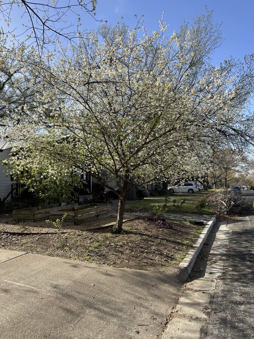 Saw a pretty flowering tree on my walk this morning, spring is slowly coming to Austin https://t.co/