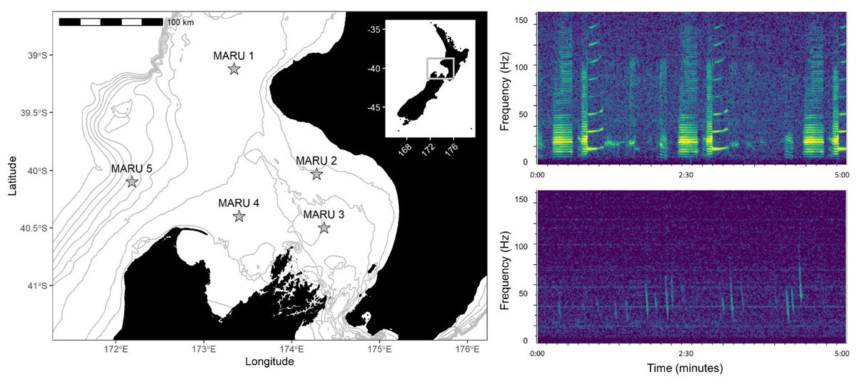 New Zealand blue whale feeding calls (D-calls) are associated with upwelling, while their song calls are seasonal and peak during inferred conception dates. During a marine heatwave, feeding calls declined. 
onlinelibrary.wiley.com/doi/10.1002/ec…
By <a href="/Dawn_R_Barlow/">Dr. Dawn Barlow</a> and others [incl. me]