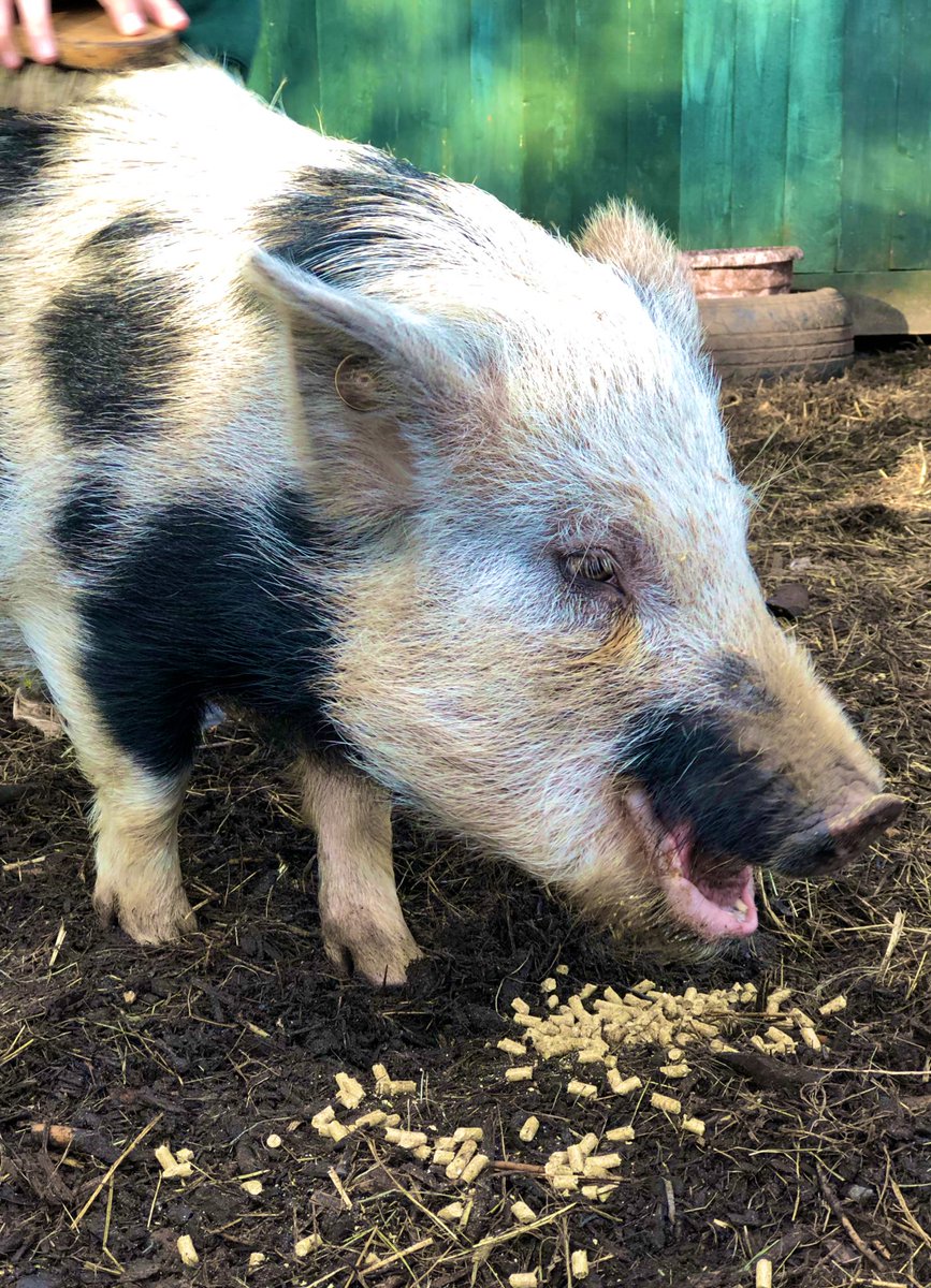 WatersidePigs's tweet photo. Pig Club on a sunny day ❤️🐷🐽 #itsapigslife https://t.co/RX6D0UlRqx
