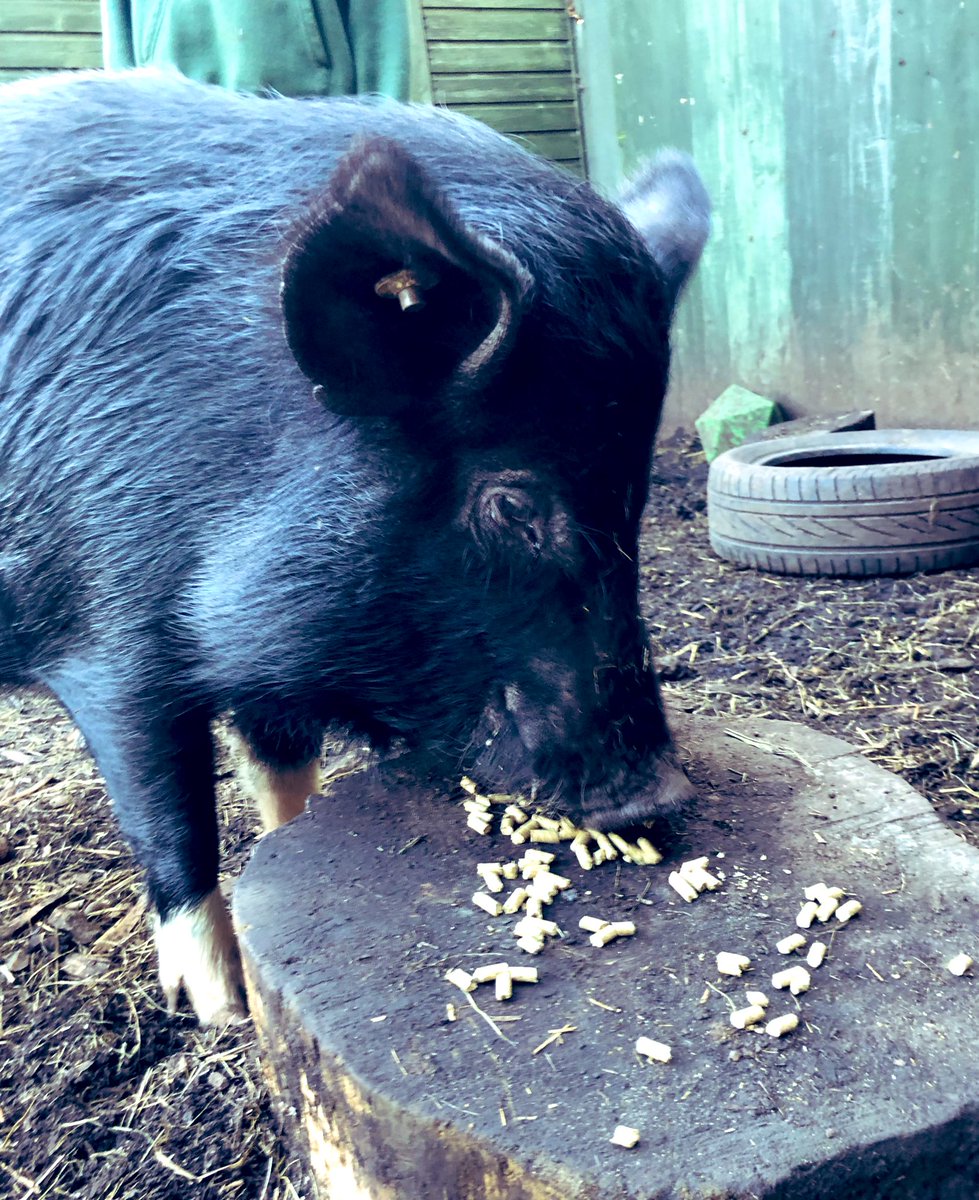 WatersidePigs's tweet photo. Pig Club on a sunny day ❤️🐷🐽 #itsapigslife https://t.co/RX6D0UlRqx