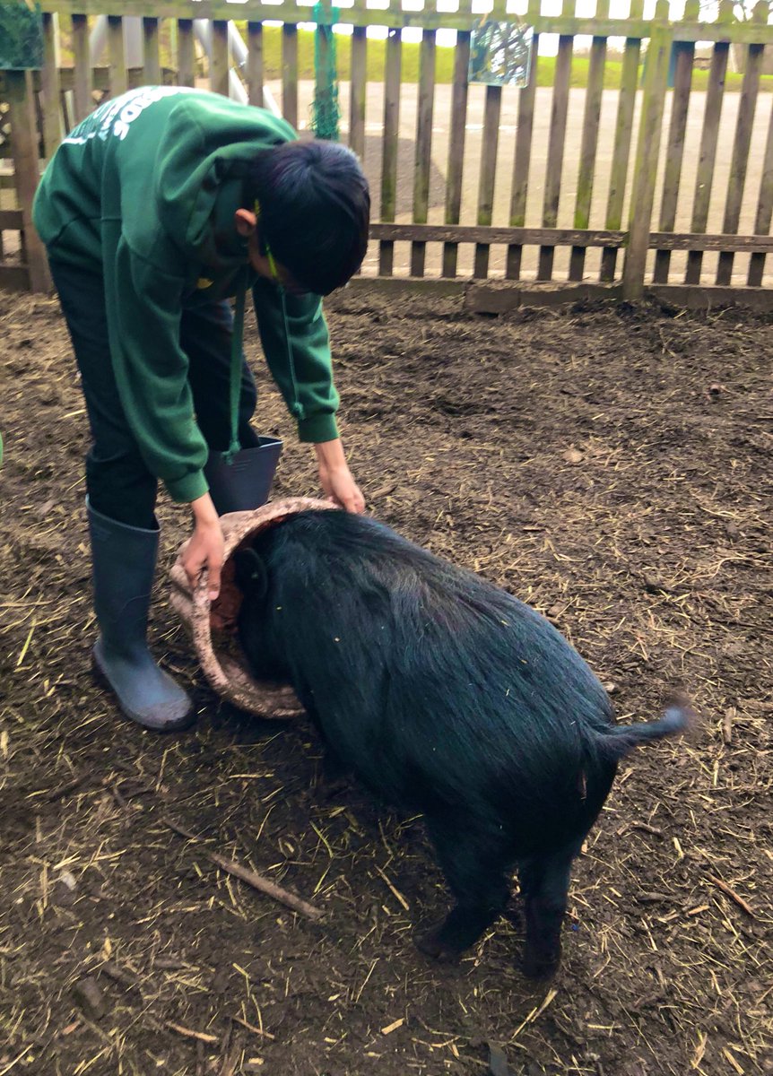 The Pig Whisperer was out today, helping each pig and bringing a sense of calm to their dinner time #hetalkstotheanimals @Bulbourne_WPA