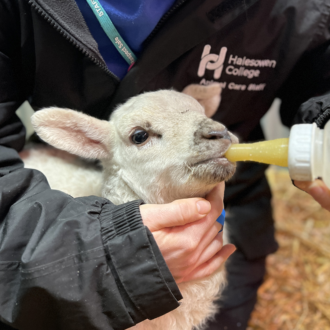 Halesowen College on Twitter "We have a couple of new additions to our