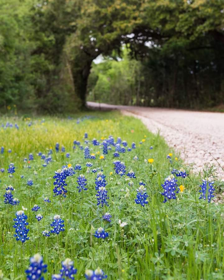 These blue beauties are just beginning to show some color. Spring is near!
☀️
☀️
☀️
☀️
#brenham #brenhamtx #brenhamtexas #visitbrenham #burtontx #backroads #weekendgetaway #texastravel #familyfriendly #familyfriendlytravel #smalltowncharm #shopsmall #texastodo