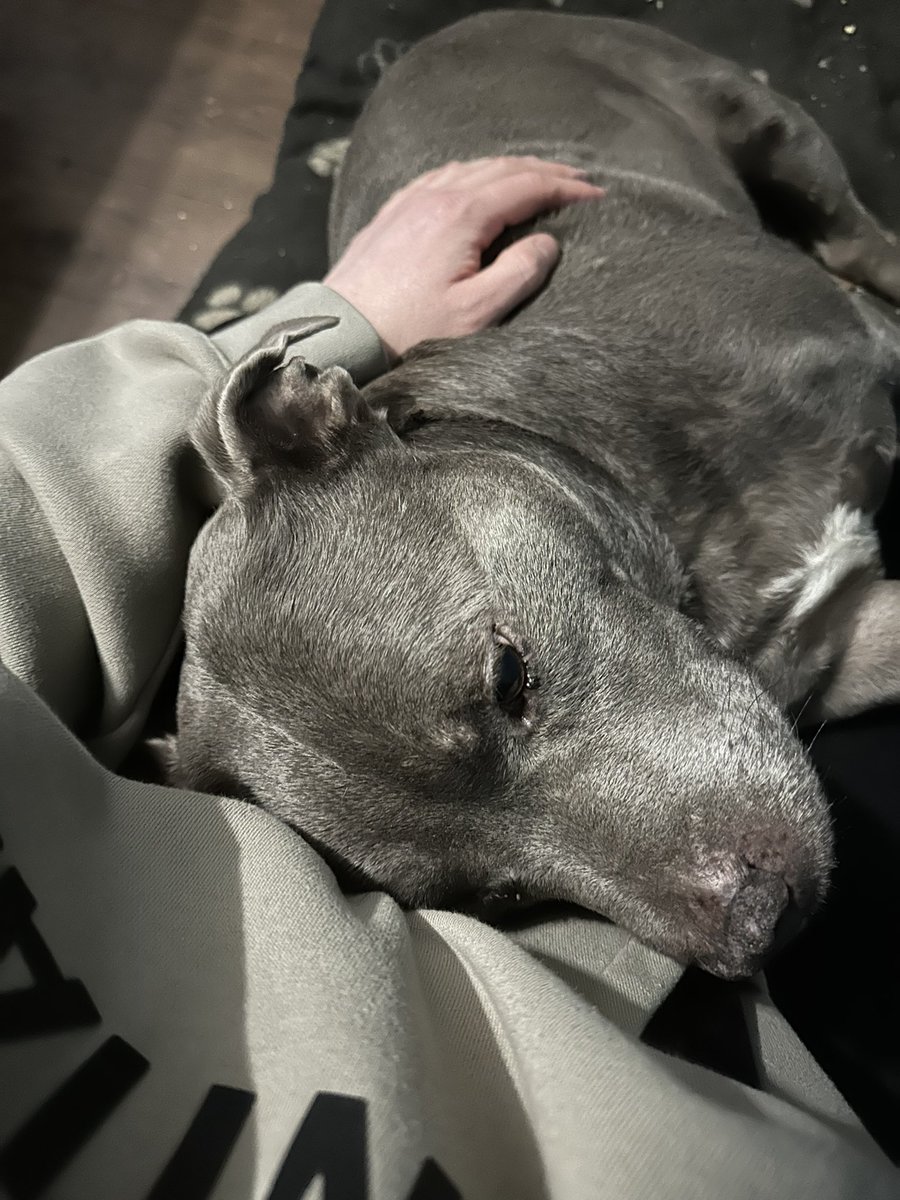 benccclarke's tweet photo. Im glad you are no longer in any pain. I will always miss you buddy! ♥️🕊️ https://t.co/uozJoMHNgh