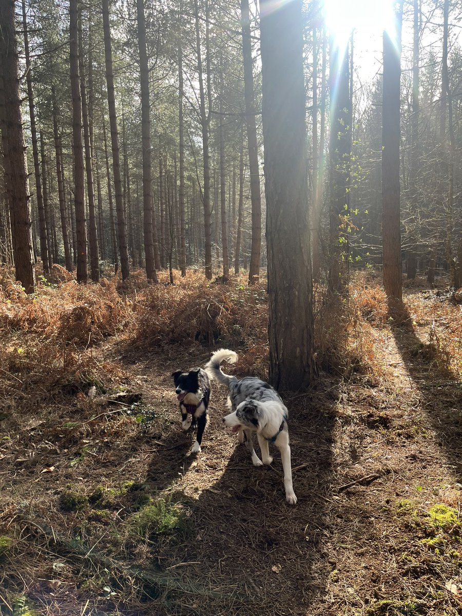 Happiest when at the beach or in the woods 🐶♥️🐶💙

#bordercollies #dogsoftwitter #dogsarethebest #puppylove