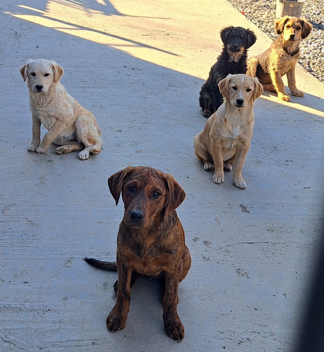 DNVSaveanimals's tweet photo. 💗💗Could you become a foster for us? 💗💗

Could you offer our dogs a safe place to decompress &amp; transition into life in a home? 🏡

Please get in touch if you can help🙏

⭐️Homecheck applies⭐️ 

#RescueDogs #foster #dogsoftwitter #k9hour #TeamZay https://t.co/xLiN8DpT1w