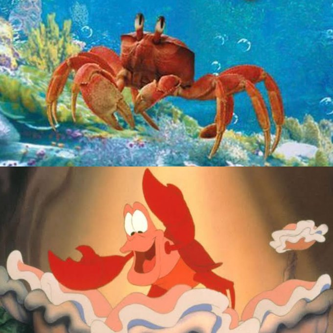 marcelapgodoy's tweet photo. Que es esto che? Pobre Sebastian....
Asi se va a ver en el live action de #LaSirenita
#NoGusta https://t.co/2fWYWJGrp7
