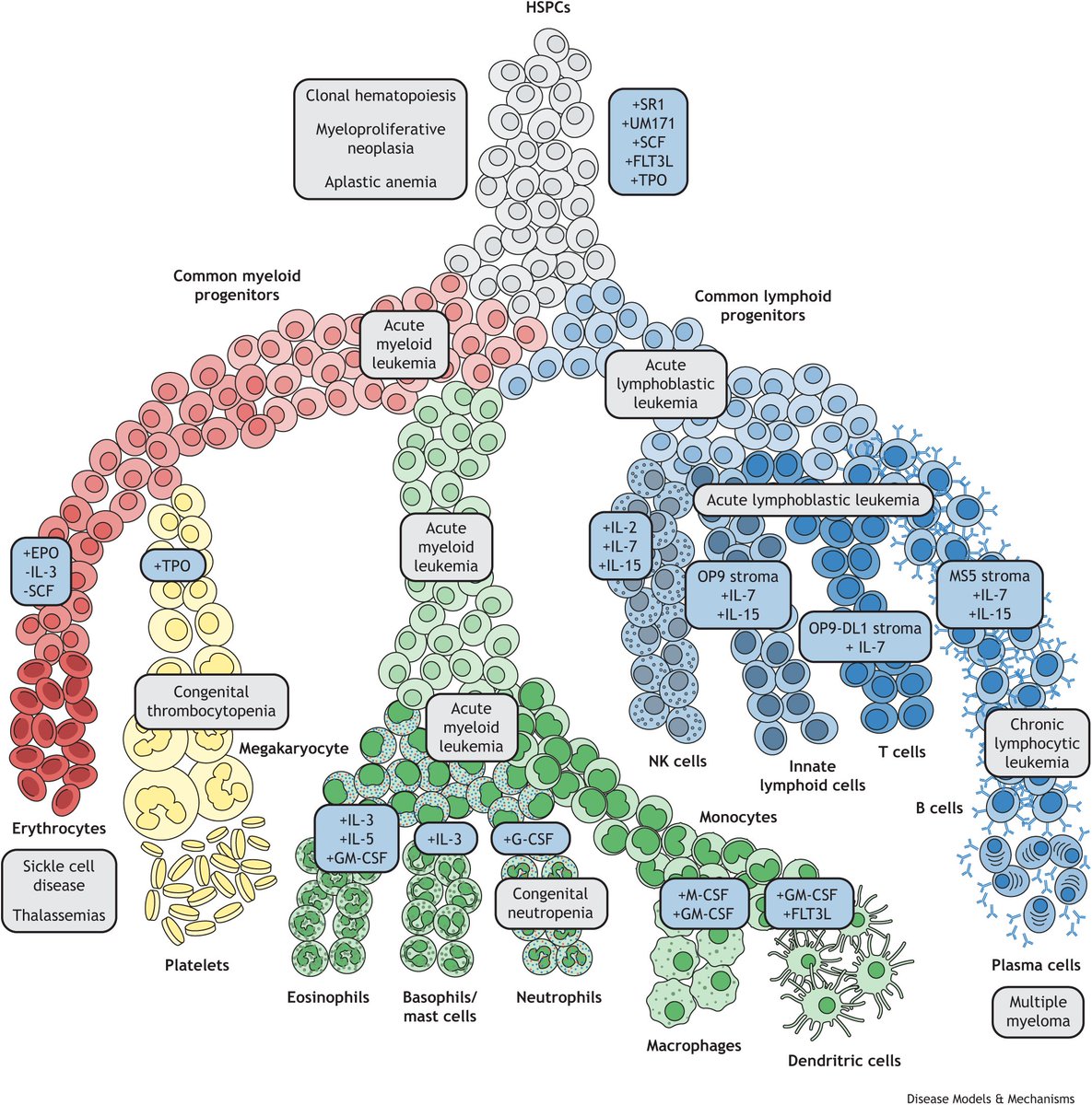 DMM_Journal's tweet photo. Today at #HGESummit we're updated on #GenomeEditing techniques for the clinic🧬 Follow up with a brand new #DMMPerspective from Vijay Sankaran @bloodgenes & Michael Gundry @therealDrGundry on how to hack #haematopoiesis 🩸
📰https://t.co/yRnrXvGjwa
@royalsociety @TheCrick https://t.co/hP2mcdN1ZR