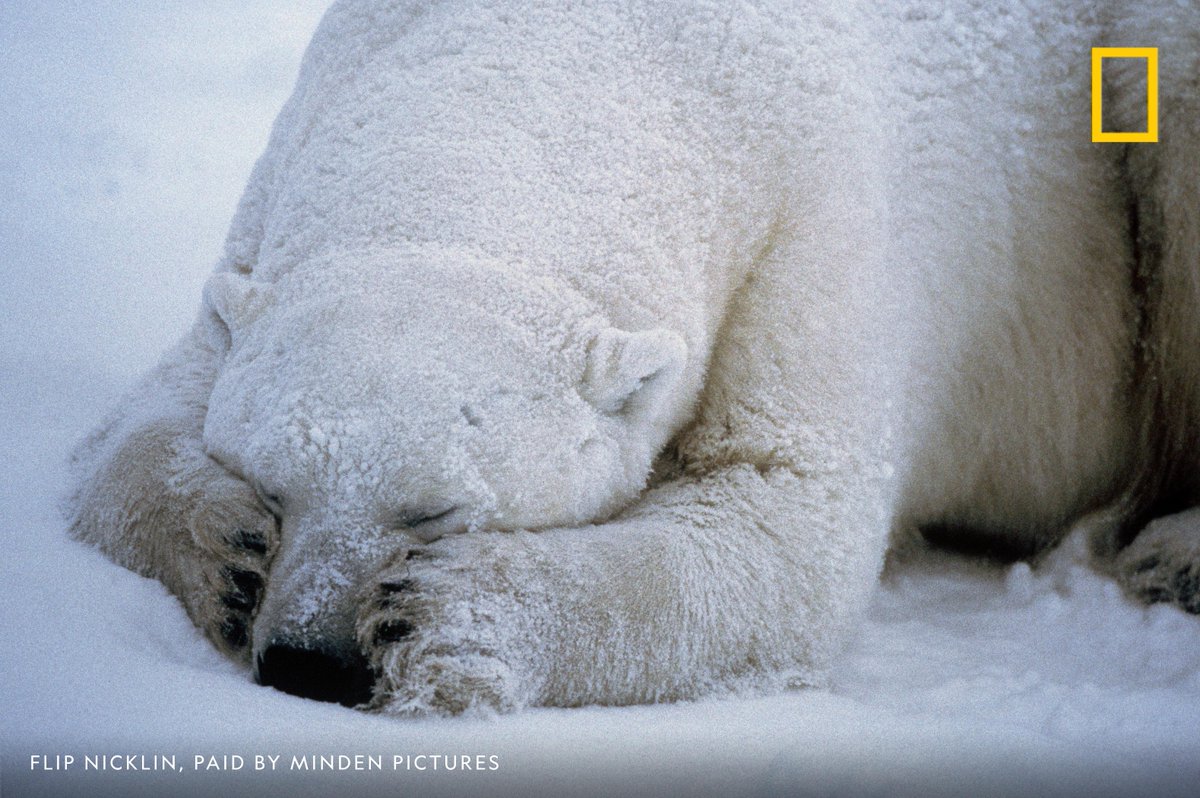 With its front paws placed against its nuzzle, a polar bear sleeps in Canada 

#InternationalPolarBearDay