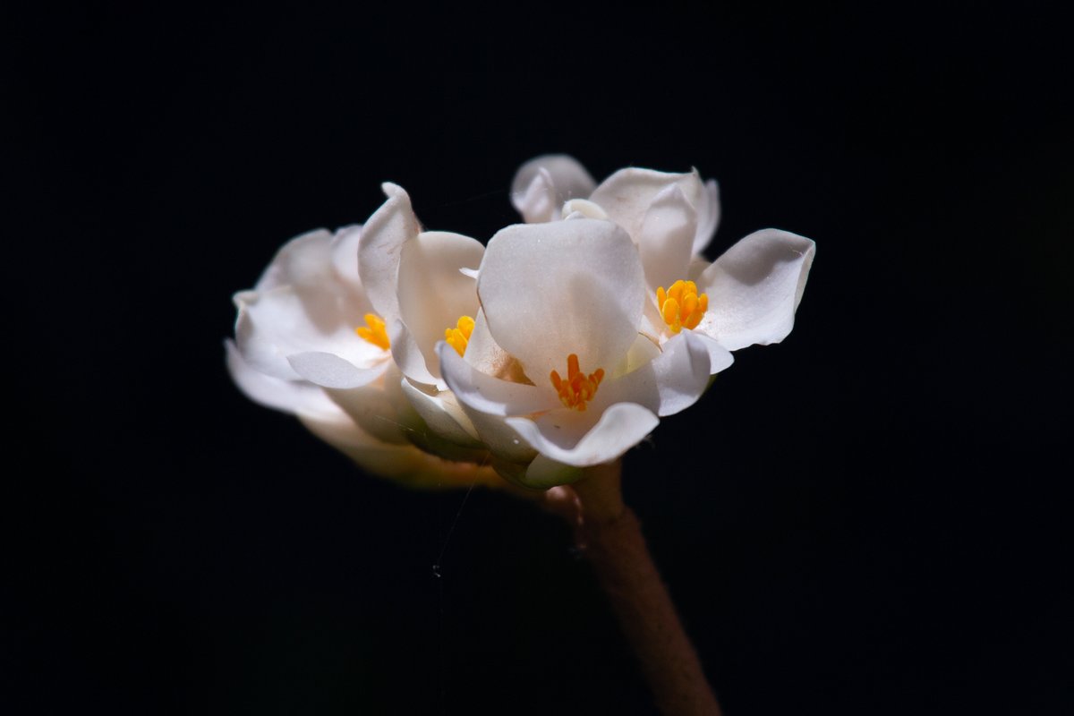 nyip's tweet photo. 📷: #2022Grad Alessio Darmanin
#NYIPGraduate #FloralPhotography #NaturePhotography https://t.co/36BV6xKlwT