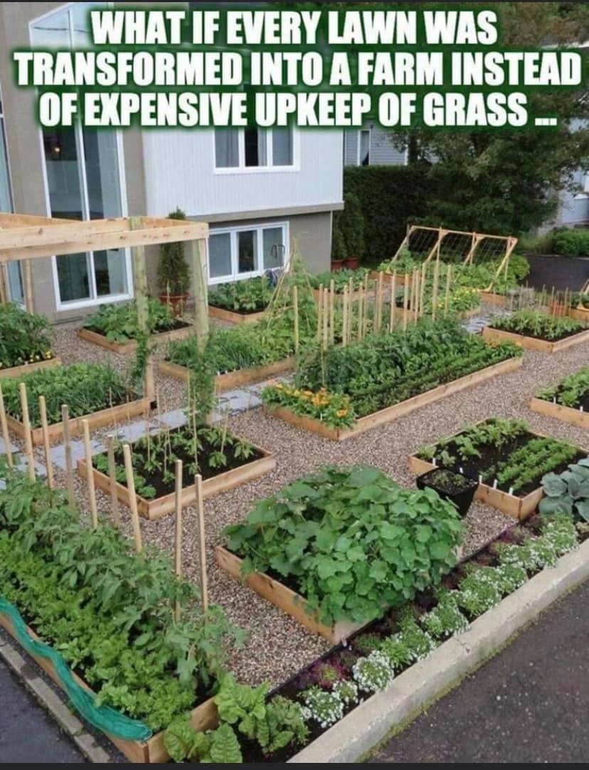 Fitleaf1's tweet photo. Imagine if vegetable gardens were as common as plain lawns. How could this change our lifestyle and our world? What stops us from doing this, and what can we do about these challenges? #gardening #vegetablegarden #consciousness #gardeningmemes https://t.co/SAtV9CosT3