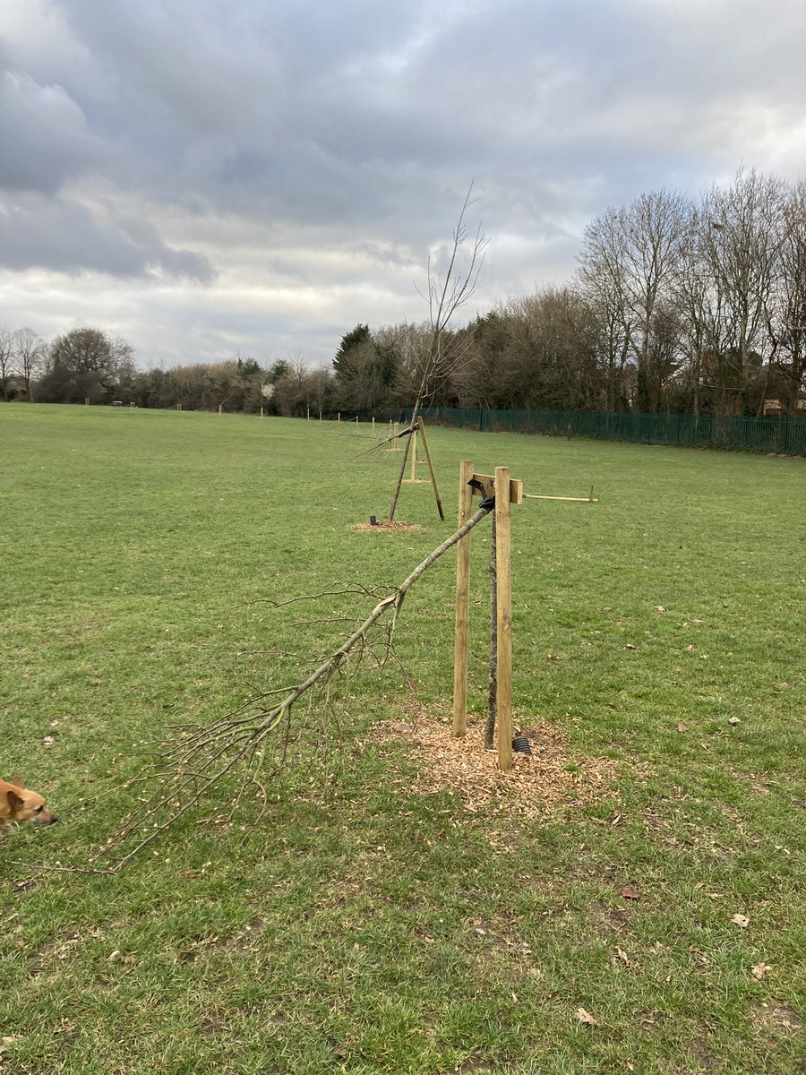 Nearly every newly planted tree at St Margaret’s Park Ansty road destroyed 😭 <a href="/coventrycc/">Coventry City Council</a> <a href="/covparkranger/">Coventry Urban Rangers</a> <a href="/Rupinder2010/">Rupinder Singh</a> <a href="/AllBrays/">Saint Brays Residents' Association</a> <a href="/StokeWykenWMP/">Stoke & Wyken Police</a>