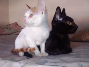 apoyocanino's tweet photo. Comenzamos la semana con este par de guapetones  un negrito y una blanquita hermosos de 3 meses que comen solitos, usan la arena, son obedientes, adorables y muy limpios y bien portados y en #Catia fueron rescatados (nos salió un verso sin esfuerzo)
Contacto 04243376434 https://t.co/6xqHyKn26J