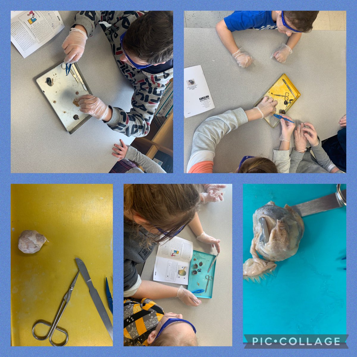 SusanCleland's tweet image. Gr 2 @SchoolBurdett had the best class ever! We joined Gr 8 &amp;amp; @AngieAngle4 to dissect sheep eyes. Thank you for sharing this experience. 👁 Our class looks forward to this every year!! #NewScienceCurriculum #UnitB #Light @PrairieRoseSD8 #igniteminds